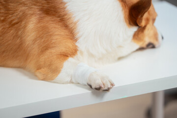 A young Asian female veterinarian gently examines a calm Corgi dog indoors at pet clinic,...