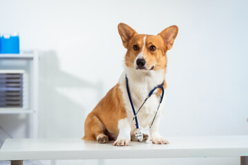 A charming Corgi dog dressed as a doctor, wearing glasses and a stethoscope, delivers a humorous...