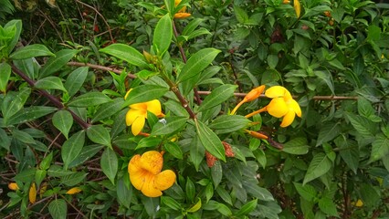 Alamanda or allamanda (Allamanda cathartica) is an ornamental plant which is commonly referred to...