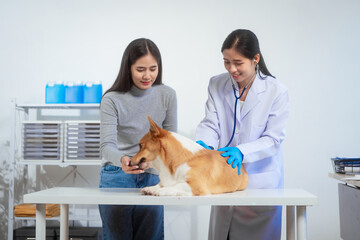 A young Asian female veterinarian administers a vaccine to a Corgi dog inside a pet clinic, with the concerned owner gently assisting preventive care, teamwork, emotional bond between pet and human.