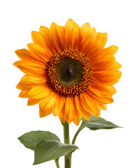Obraz premium Vibrant Orange Sunflower on Black Background,