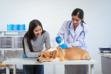 A young Asian female veterinarian administers a vaccine to a Corgi dog inside a pet clinic, with...