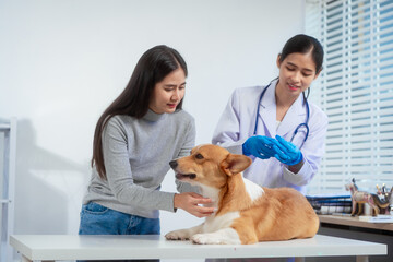 A young Asian female veterinarian administers a vaccine to a Corgi dog inside a pet clinic, with the concerned owner gently assisting preventive care, teamwork, emotional bond between pet and human.