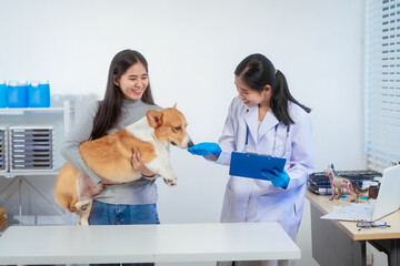 A young Asian female veterinarian administers a vaccine to a Corgi dog inside a pet clinic, with the concerned owner gently assisting preventive care, teamwork, emotional bond between pet and human.