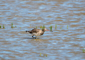 A Black-tailed Godwit (Limosa limosa) in Minsmere, Suffolk, UK