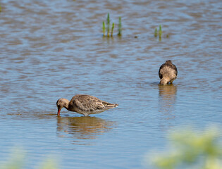 A Black-tailed Godwit (Limosa limosa) in Minsmere, Suffolk, UK