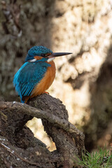 a male kingfisher observing