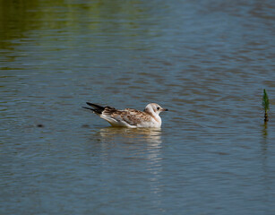A Black-headed Gull (Chroicocephalus ridibundus) on the water at Minsmere, Suffolk, UK