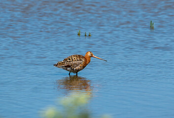 A Bar-tailed Godwit (Limosa lapponica) in Minsmere, Suffolk, UK