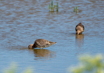 A Black-tailed Godwit (Limosa limosa) in Minsmere, Suffolk, UK