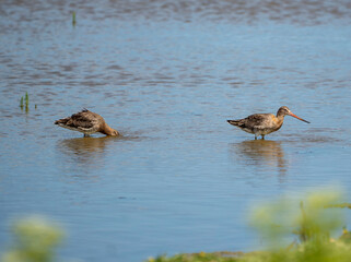 A Black-tailed Godwit (Limosa limosa) in Minsmere, Suffolk, UK