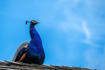 male peafowl peacock perched on a rood with blue sky in the background