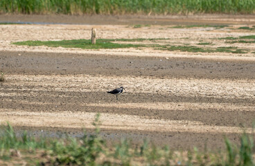 A Northern Lapwing (Vanellus vanellus) in Minsmere, Suffolk, UK