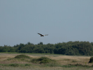 A Marsh Harrier (Circus aeruginosus) soaring over Minsmere in Suffolk, UK