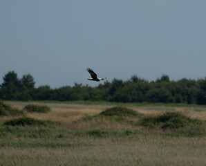 A Marsh Harrier (Circus aeruginosus) soaring over Minsmere in Suffolk, UK