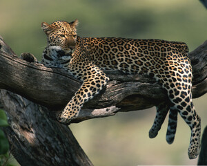 Cheetah in Wild Life - 1