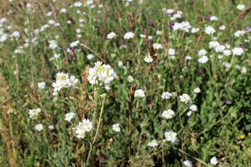 Fototapeta premium summer flowers in the meadow