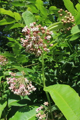 Flowers with green fresh leaves grow in a clearing in a summer forest