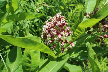 Flowers with green fresh leaves grow in a clearing in a summer forest