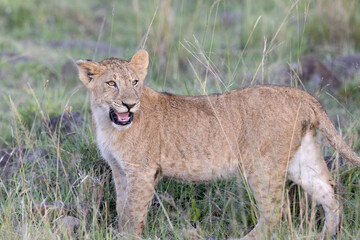 Young Lion Snarl