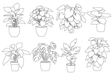 Set of plant in pot hand drawn vector illustrations house plant, home decoration
