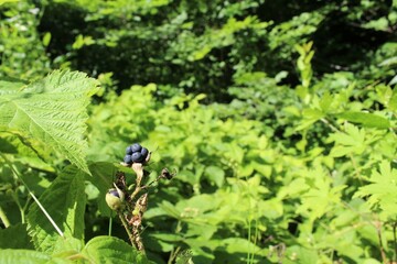 Green fresh plants and grass in the summer forest