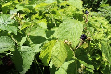 Green fresh plants and grass in the summer forest