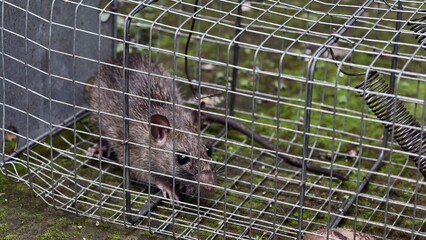 Trapped Rat in a Metal Cage A Close-Up View of Rodent Control