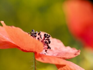 Detail of red poppies among other wildflowers in the field
