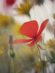 Vertical view of red poppies among other wildflowers in the field