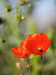 Vertical view of red poppies among other wildflowers in the field