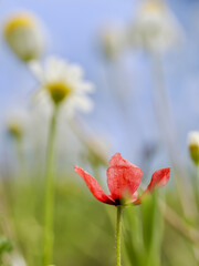 Vertical view of red poppies among other wildflowers in the field