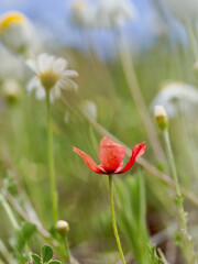 Vertical view of red poppies among other wildflowers in the field