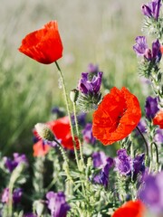 Vertical view of red poppies among other wildflowers in the field