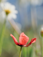 Vertical view of red poppies among other wildflowers in the field
