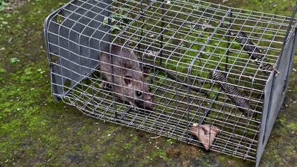 Trapped Rodent in a Metal Cage A Close-Up View