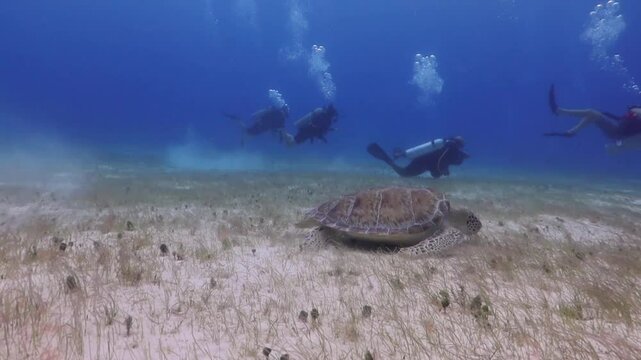 Buzos observan una tortuga verde (chelonia mydas) comiendo pasto marino en el fondo del mar