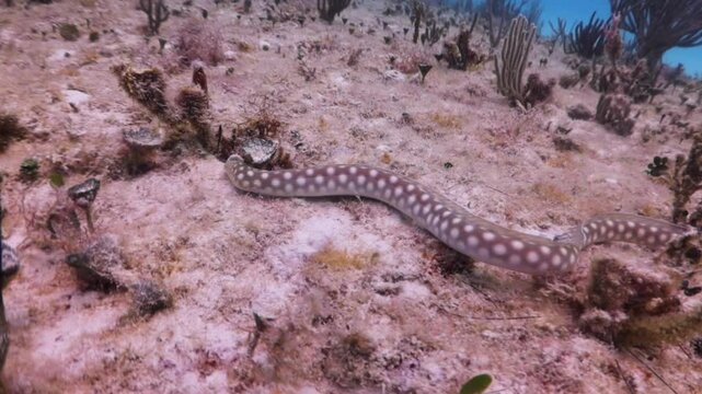 Anguila saf&iacute;o ocelada (myrichthys ocellatus)