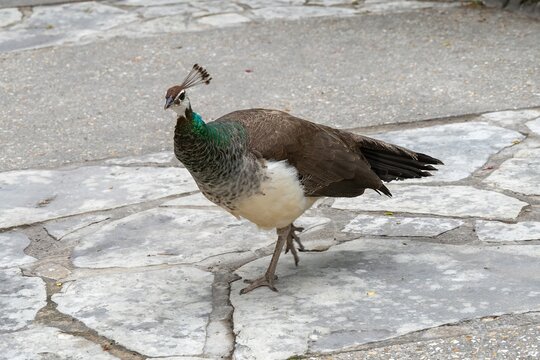 close up portrait of a pretty female peafowl peahen