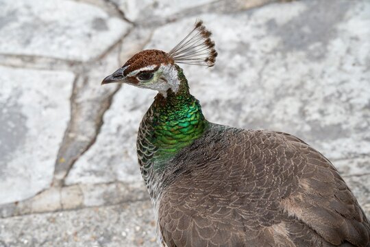 close up portrait of a female peafowl peahen