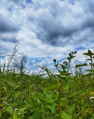 Obraz premium Blue sky over the vast steppes.