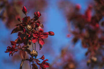 A branch of a blooming red apple tree