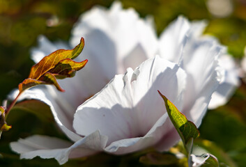 Delicate petals of white tree peony flowers with bright spring foliage on a warm May day in the...