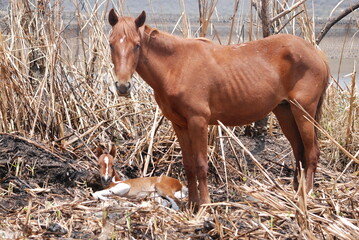 horse and foal