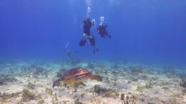 Buzos observando una tortuga carey (eretmochelys imbricata) 