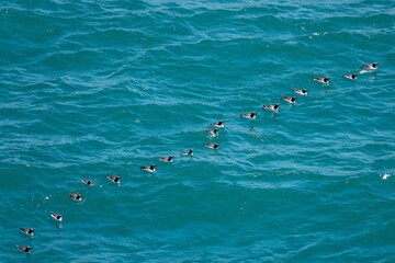 a colony of Guillemots Uria aalge in the sea at Durlston Country Park  Swanage Dorset England