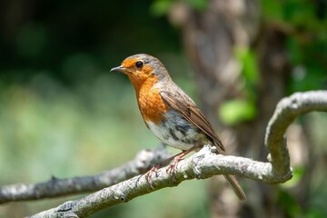 Robin red breast Erithacus rubecula perched on a branch