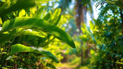 Fototapeta premium Lush green foliage at a sunny tropical getaway