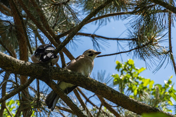 Two young Caucasian Jay chicks (Garrulus glandarius krynicki) sit on branch of pine tree among lush...