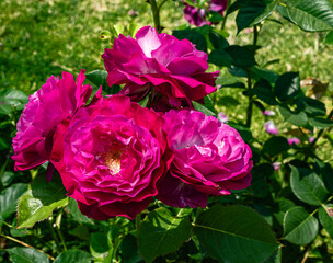 Close-up Pink Flowers